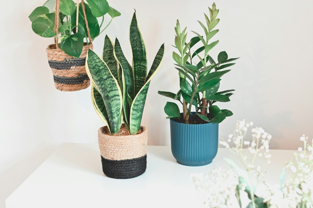 10 Indoor Plants That Instantly Brighten Any&nbsp;Room